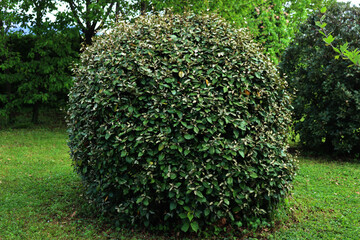 Eleagnus x Ebbingei bush in the garden. Eleagnus bush also called japanese Goumi on springtime