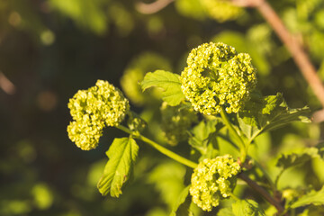 Hydrangea. Morning. Close-up of flowers. Sunny May.