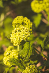 Hydrangea. Morning. Close-up of flowers. Sunny May.