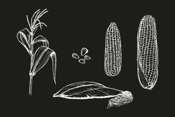 Corn sketch outline illustration set. Simple doodle drawing in engraving style. Hand drawn vector line art clipart isolated