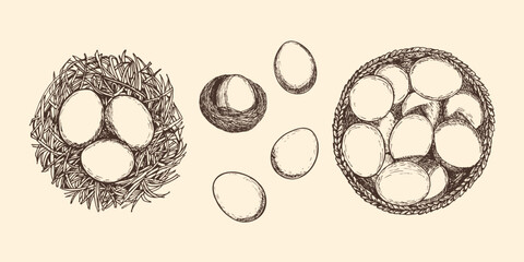 Farming eggs sketch outline illustration collection. Eggs doodle drawing in engraving style top view. Hand drawn vector line art clipart isolated