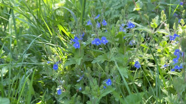 Meadow green grass and blue flowers
Veronica chamaedrys, the germander speedwell flowering plant.