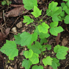 Red currant shrub with new fresh green leaves on springtime. Ribes bush in the garden 