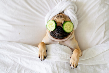 Fototapeta na wymiar Funny Pug puppy with towel on it head and with pieces of cucumber on it eyes relaxing on the bed at home