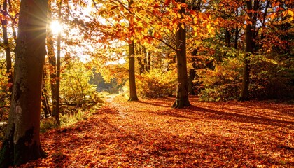 Fototapeta premium Autumn landscape walk forest nature photography tranquil environment sunlit viewpoint seasonal beauty