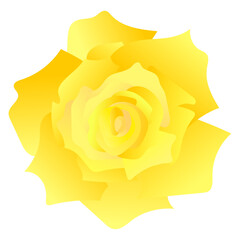 黄色のバラのベクターイラスト素材