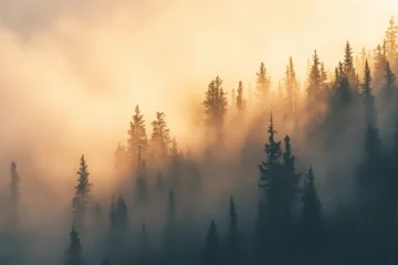 Tableau sur plexiglas Forêt brumeuse Misty forest with tall pine trees at sunrise creating dreamy golden light and tranquil natural atmosphere. Copy space  © alisluch