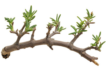Fototapeta premium Natural Branch With Fresh Green Leaves and Twigs Isolated on Transparent Background