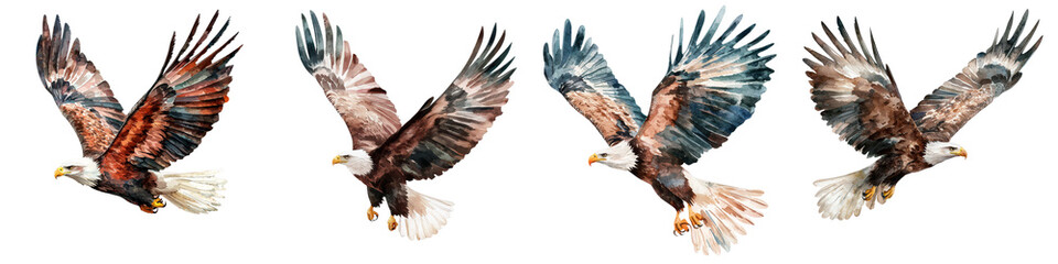 Obraz premium Majestic bald eagles in flight