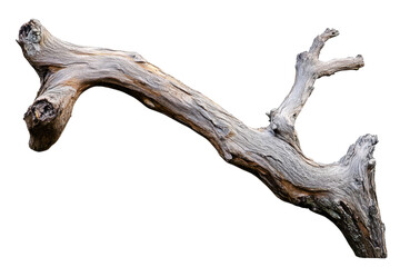 Fototapeta premium Twisted and Textured Dry Branch from a Tree Isolated on a Transparent Background
