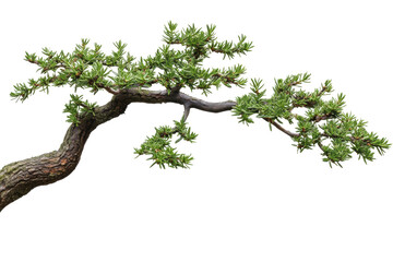 Fototapeta premium Twisted Bonsai Tree Branch with Fresh Green Leaves Isolated on a Transparent Background
