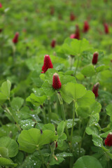  Crimson clover field in bloom. Trifolium incarnatum field on springtime season