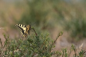 Yellow Swallowtail Butterfly or Papilio machaon on green bushes in the steppe