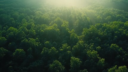 Green forest from above, illuminated by sunlight in the early morning. For environmental reports, nature documentaries, and travel blogs.