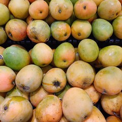 fresh mango fruit. yellow orange mangoes neatly arranged