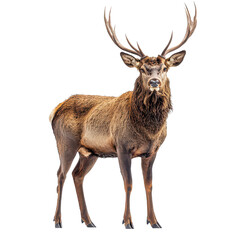 Fototapeta premium Stag deer png majestic stag png antlered stag png wild stag png forest deer png noble stag png beautiful stag png transparent background image
