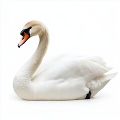 Elegant White Swan Profile Studio Shot