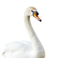 Fototapeta premium Elegant White Swan Closeup Against White Background