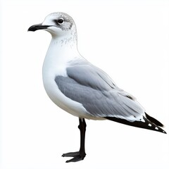 Obraz premium Gray and White Seagull on White Background