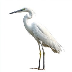 Obraz premium White Egret Bird on White Background Wildlife Photography