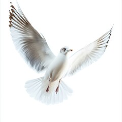 Fototapeta premium White Seagull in Flight Against a White Background