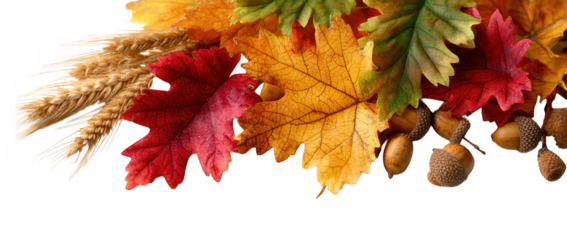 Autumn Fall Leaves Colorful  Arrangement on Transparent Background
