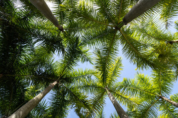 Obraz premium Shenzhen International Garden and Flower Expo Park in Shenzhen, China.