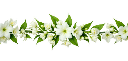 Beautiful white flower vine blooming, border decoration, card, isolated on background.