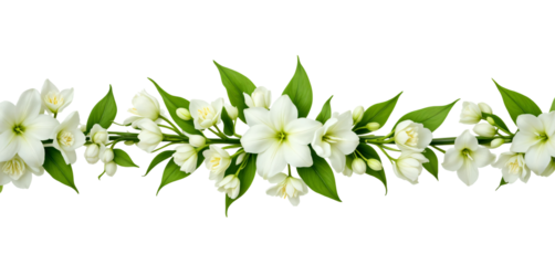 Beautiful white flower vine blooming, border decoration, card, isolated on background.