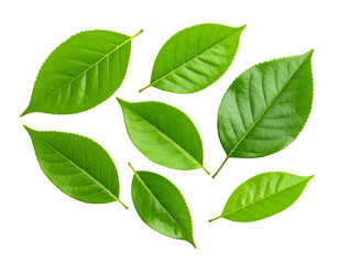 Fototapeta premium Close-up photo of fresh green leaves with bright colors, PNG