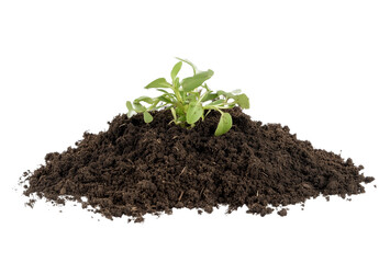 Small pile of soil with a green sprout isolated