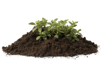 Small pile of soil with a green sprout isolated