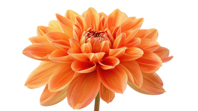 Dahlia png orange dahlia flower png vibrant dahlia bloom png bright orange flower png tropical dahlia plant png transparent background image
