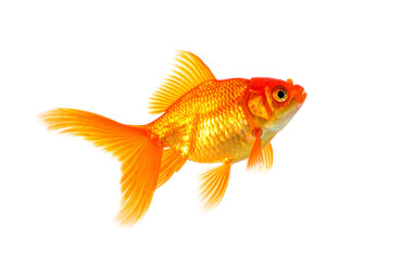 Goldfish jumping up in the air isolated on transparent background.