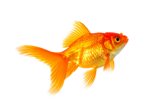 Goldfish jumping up in the air isolated on transparent background.