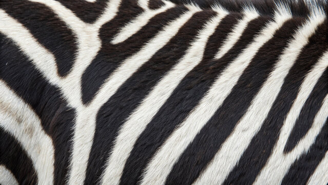 Close-up of zebra fur with black and white stripes. Detailed close-up of zebra fur showcasing the distinctive black and white stripe pattern, symbolizing nature, camouflage, and wildlife.