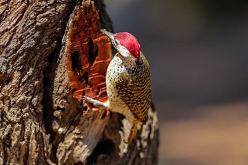 A Bennett's Woodpecker searching for grubs