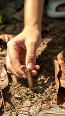 Pickup Termite Mushrooms grow in areas with dry