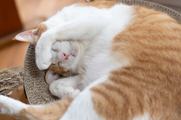 頭を抱えて眠る可愛い猫　茶トラ白