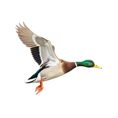 Obraz premium Flying Duck, Green Head with Transparent Background