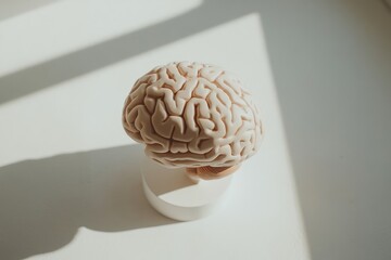 Detailed anatomical model of a human brain.