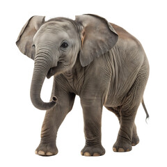 Fototapeta premium Baby elephant isolated on a transparent background