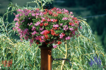 bac à fleurs, geranium lierre