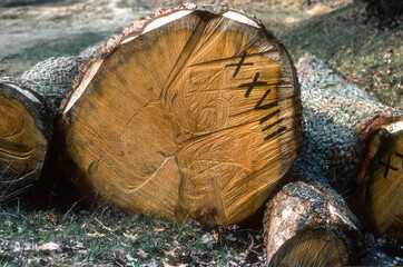 Chêne , Quercus robur , Coupe de bois