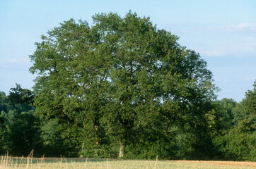 Fototapeta premium Chêne , Quercus robur