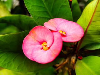 Pink flower on green leaf. Euphorbia milli. 