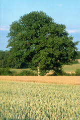Chêne , Quercus robur