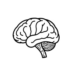 Human Brain Anatomy: Structure, Lobes, and Functions