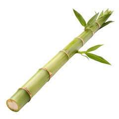Obraz premium Bamboo shoot isolated on a transparent background
