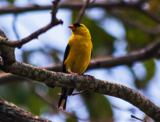Golden Finch